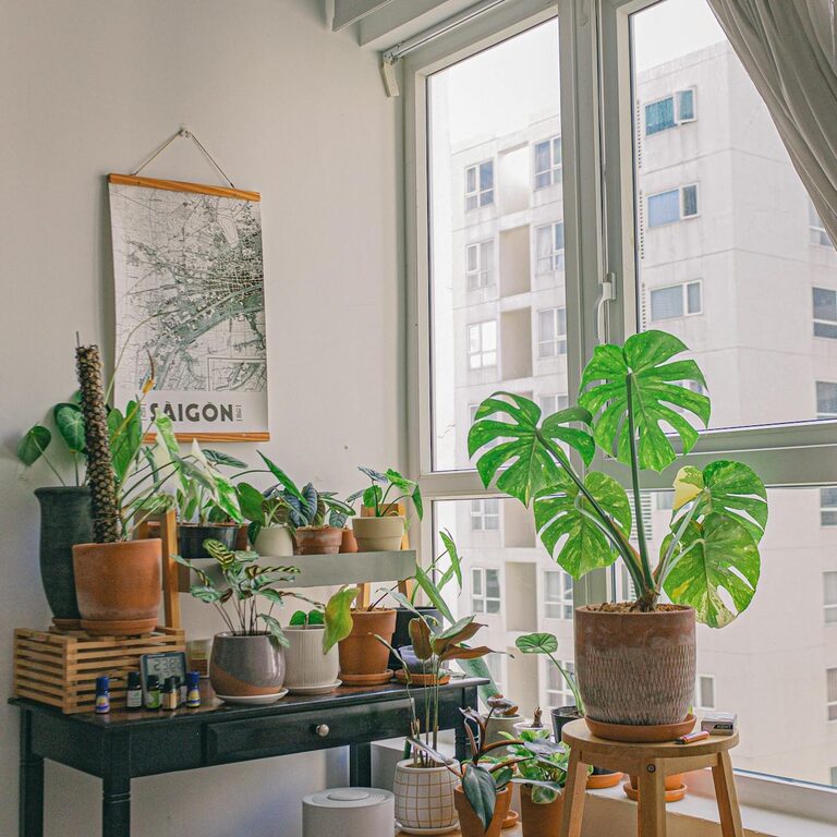 Tips for Creating a Relaxing Home Environment with Indoor Plants